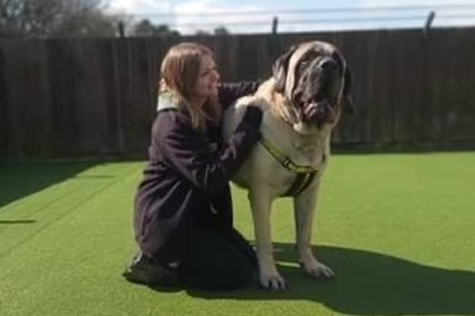 Abrigo procura lar para cachorro gigante que pesa 95 quilos