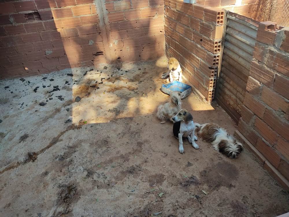 goias maus tratos animais