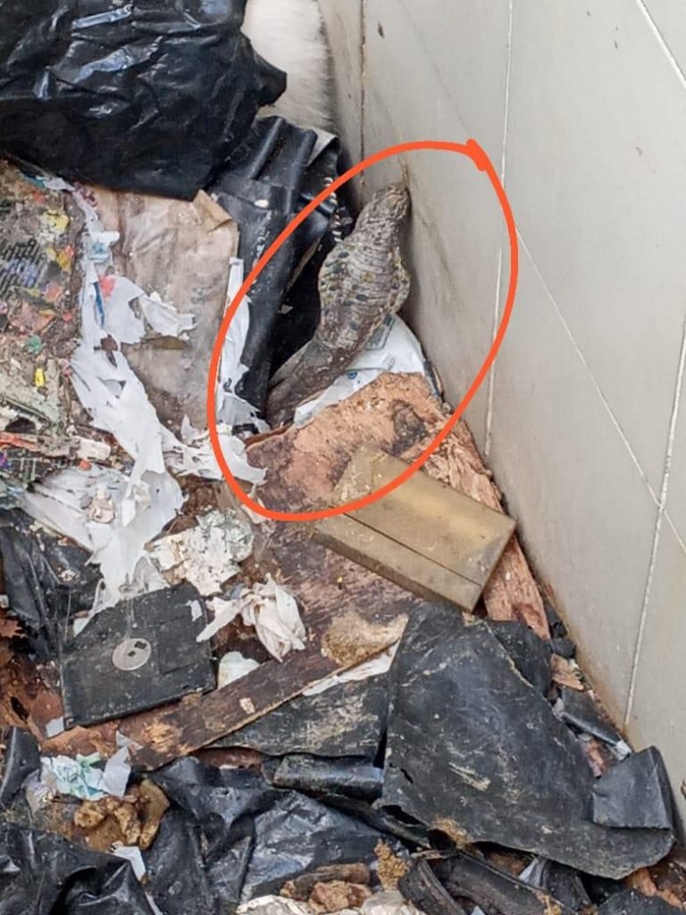 Casa de acumuladores assusta vizinhos no DF