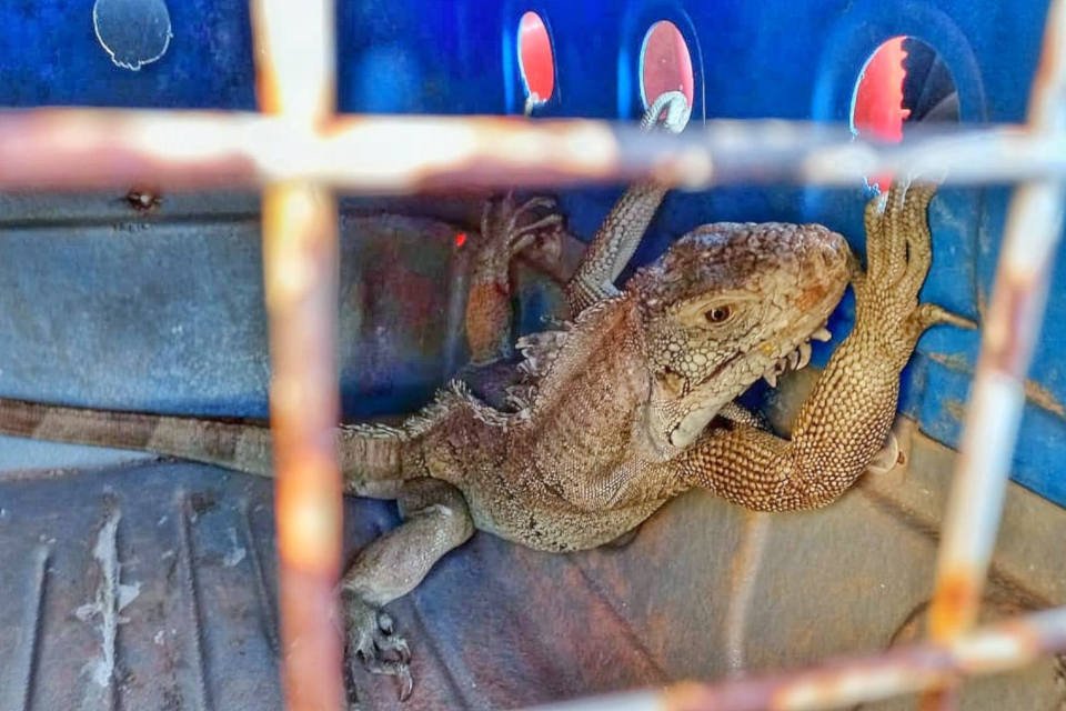 iguana em gaiola