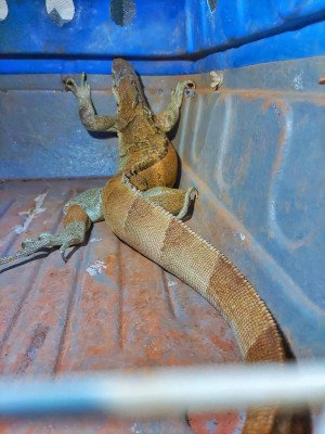 iguana em gaiola