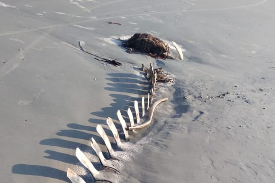Esqueleto de baleia aparece em praia no litoral de São Paulo