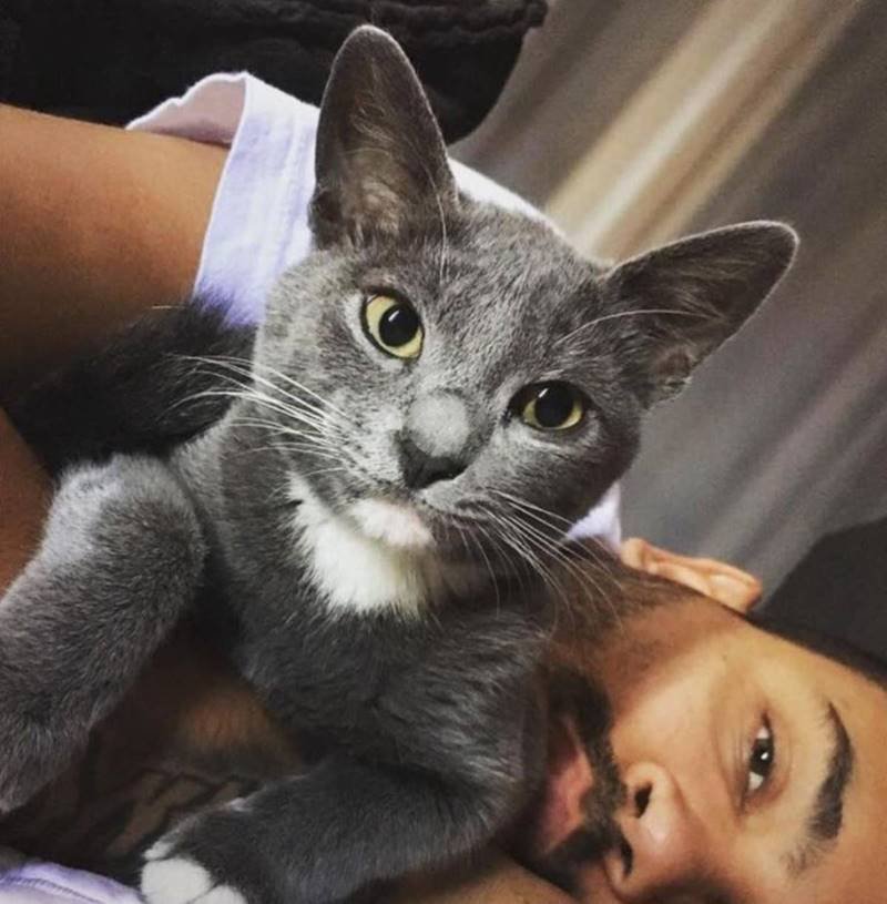 Projota deitado com gato cinza com manchas brancas