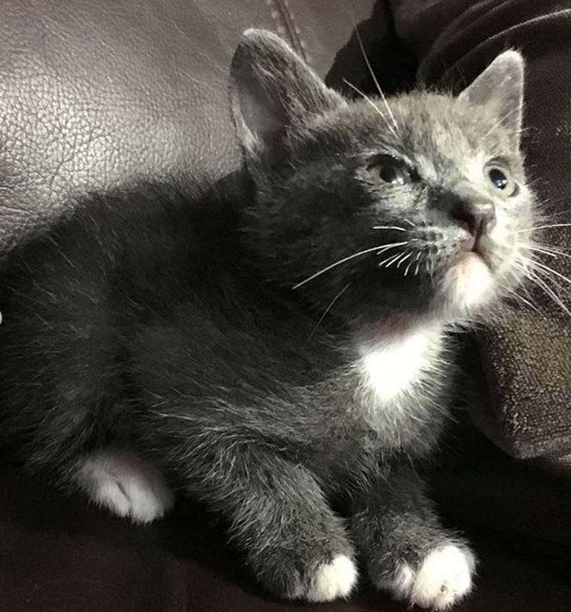 Gato cinza filhote
