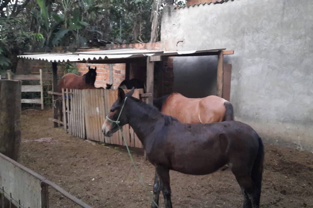 Pelo fim do abate de cavalos