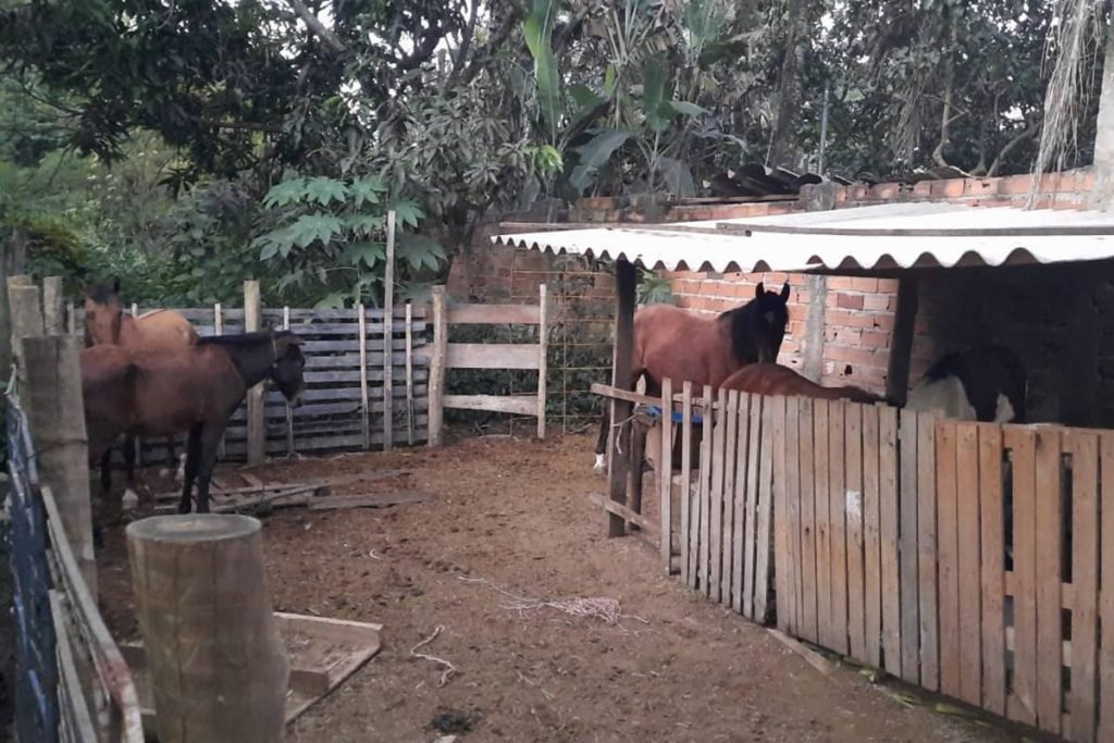 PC desmancha abatedouro clandestino que fornecia carne de cavalo para  restaurantes e supermercados de Aparecida de Goiânia