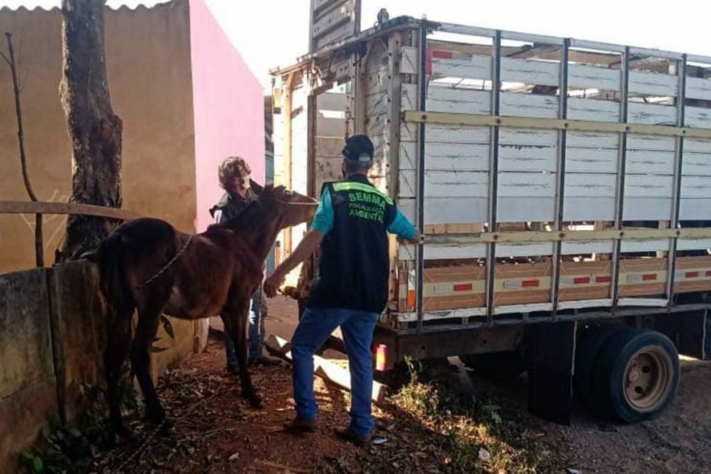 Polícia encontra abatedouro de cavalo, carne era vendida