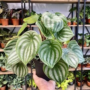 7 PLANTAS que suportam locais com POUCA LUZ 