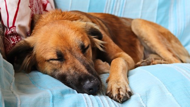 Sonhar com Cachorro: Veja Significados e Como Interpretar