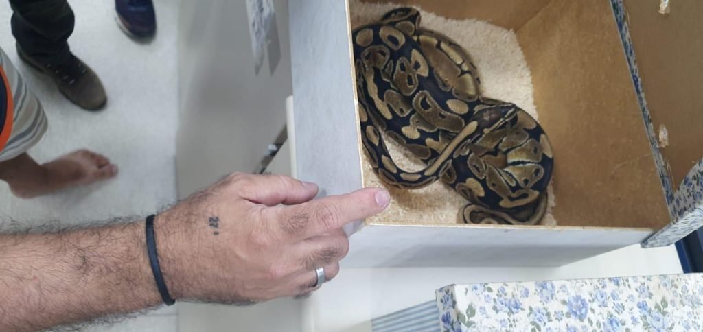 Polícia apreende cobras no Rio