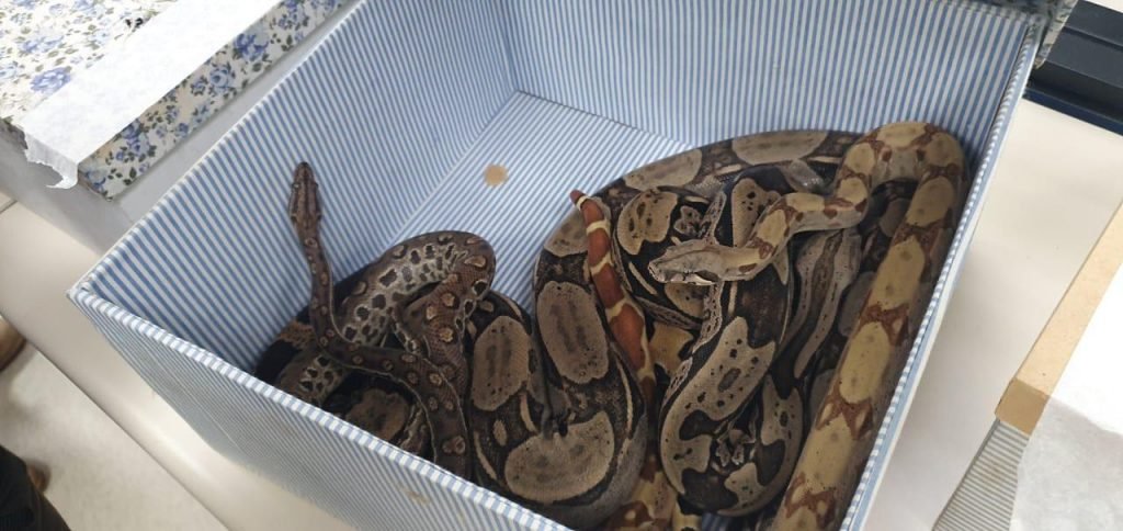 Polícia apreende cobras no Rio