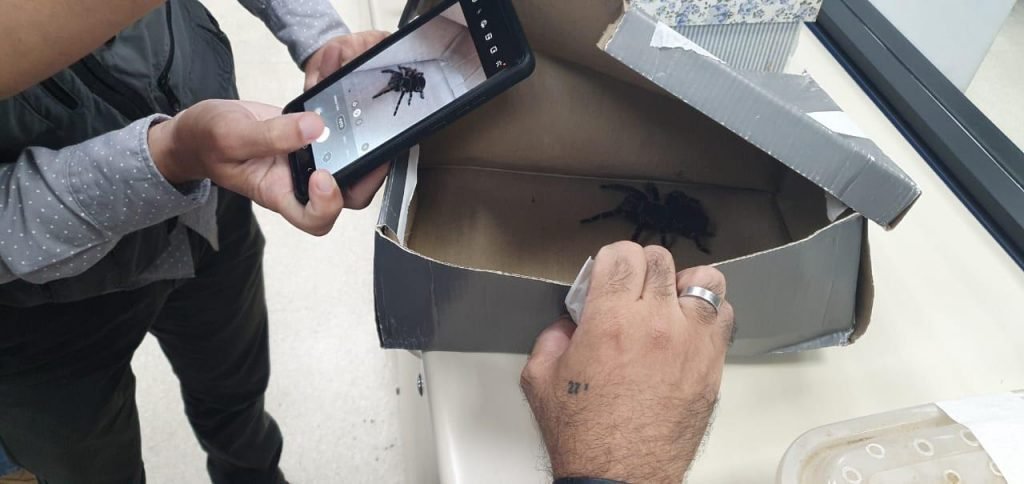 Polícia apreende aranhas no Rio