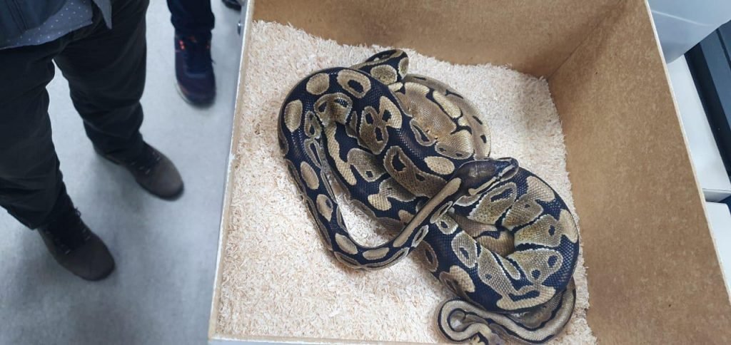 Polícia apreende cobras no Rio