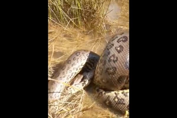 Sucuri matou cobra da mesma espécie em Mato Grosso