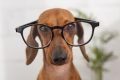 Cachorro de óculos