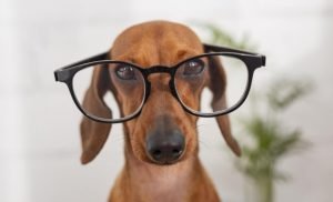 Cachorro de óculos