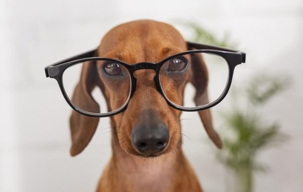 Cachorro de óculos
