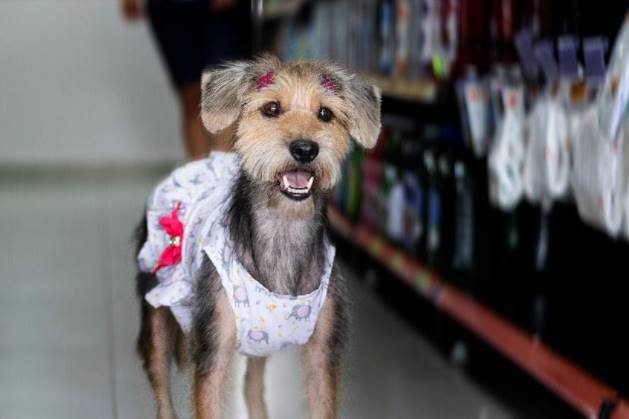 Cachorro, adoção