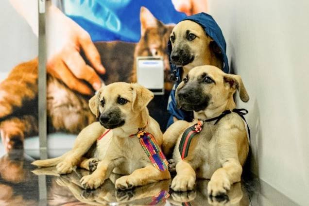 Cachorro, adoção