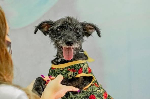 Cachorro, adoção