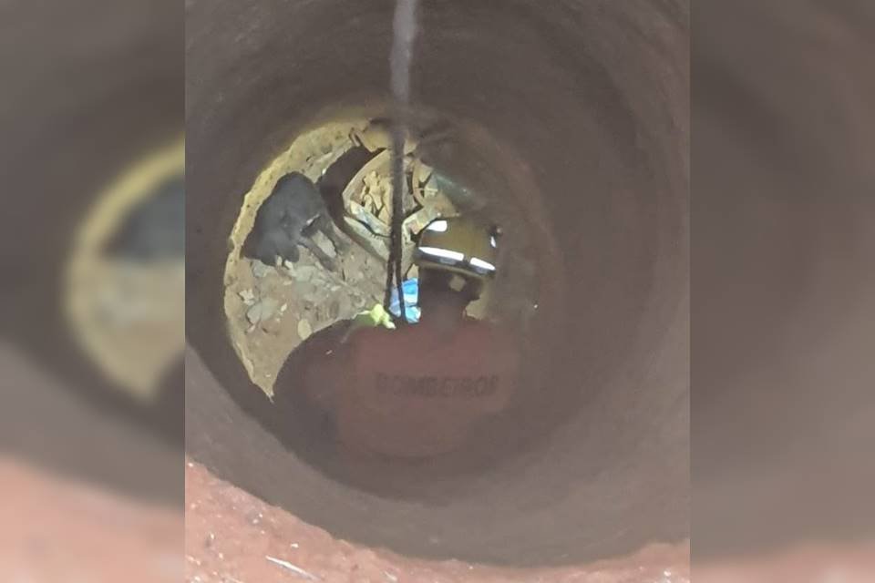 CBMDF resgata filhote de cachorro