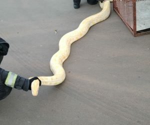 goias cobra piton