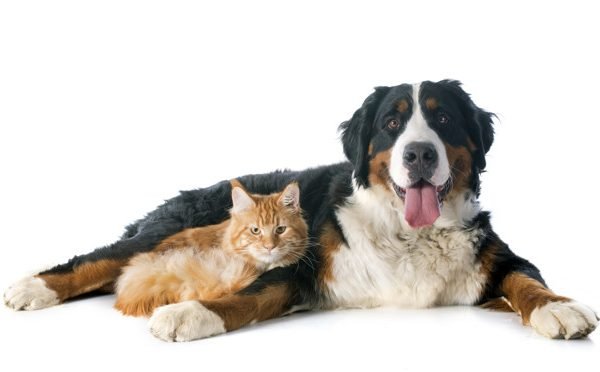 Gato a cachorro juntos