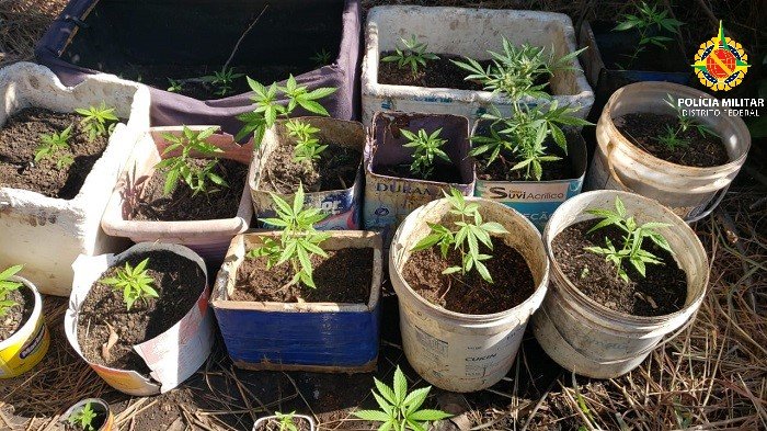 PMDF encontra 25 pés de maconha em Ceilândia