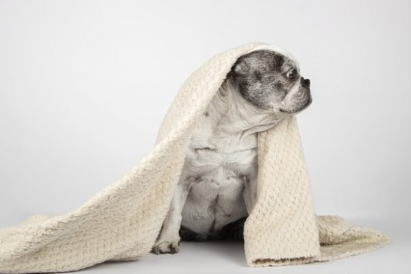 Cachorro enrolado em cobertor