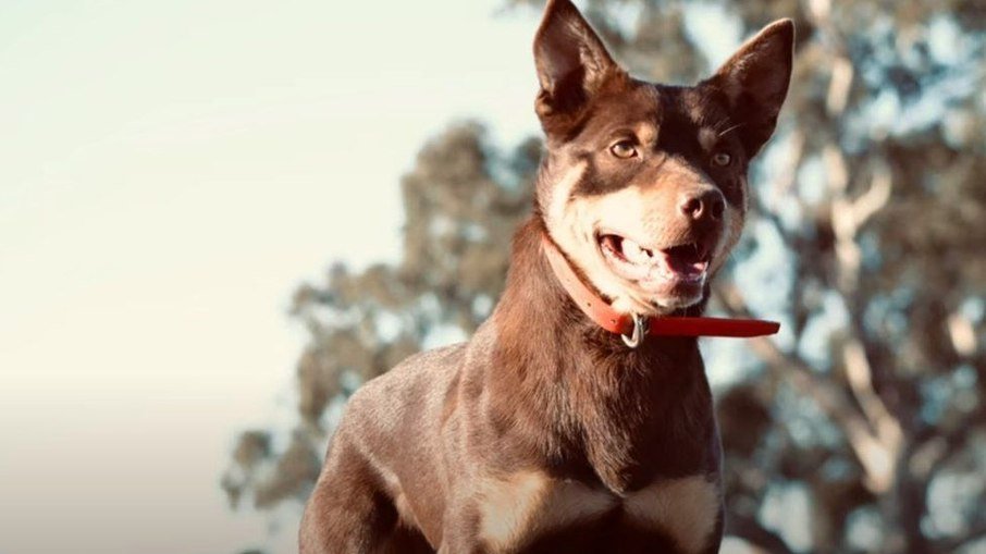Cachorro mais caro do mundo