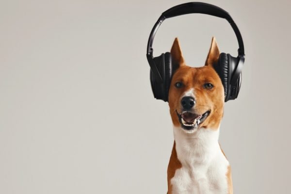 Cachorro de fone de ouvido