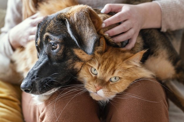Cachorro e gato juntos