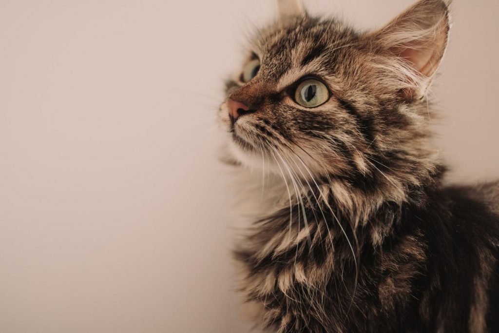 Gato