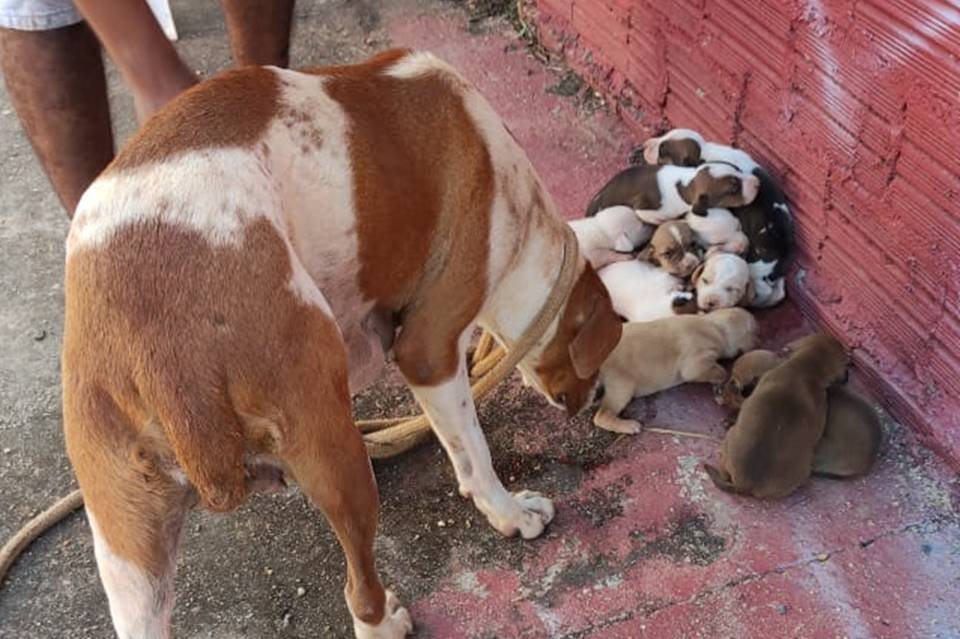 bombeiros de goiás encontram ninhada de filhotes de cachorro dentro de buraco em área atingida por fogo na vegetação