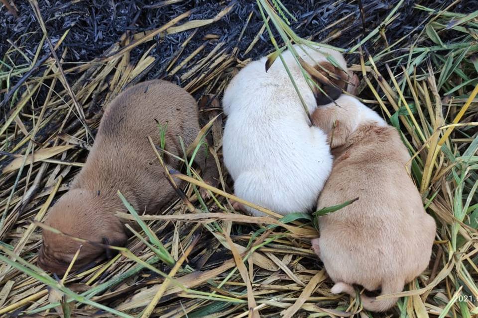bombeiros de goiás encontram ninhada de filhotes de cachorro dentro de buraco em área atingida por fogo na vegetação