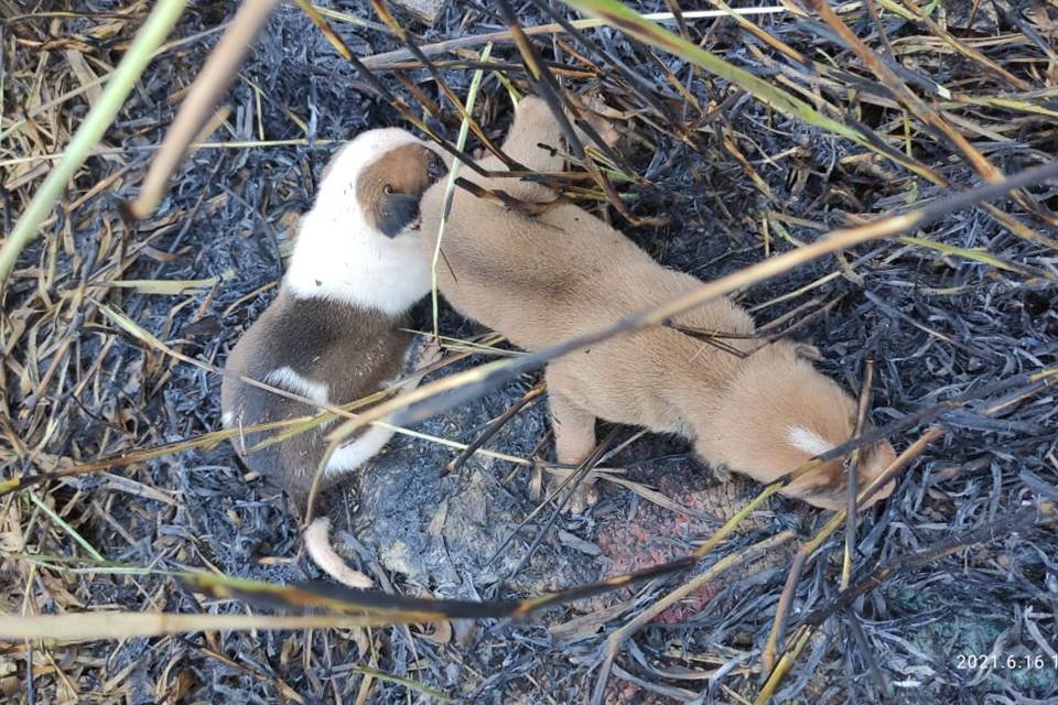 bombeiros de goiás encontram ninhada de filhotes de cachorro dentro de buraco em área atingida por fogo na vegetação