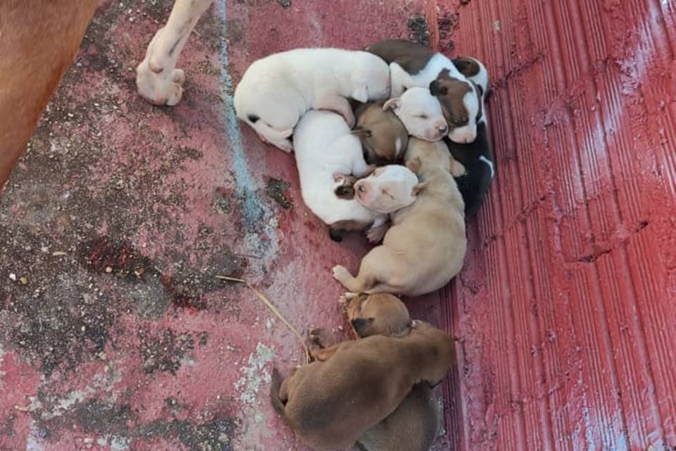 bombeiros de goiás encontram ninhada de filhotes de cachorro dentro de buraco em área atingida por fogo na vegetação