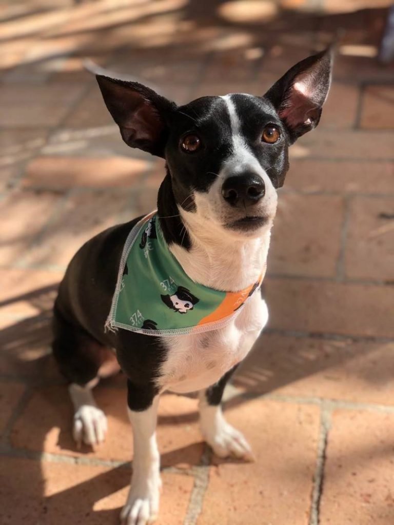 Cachorra preto e branco