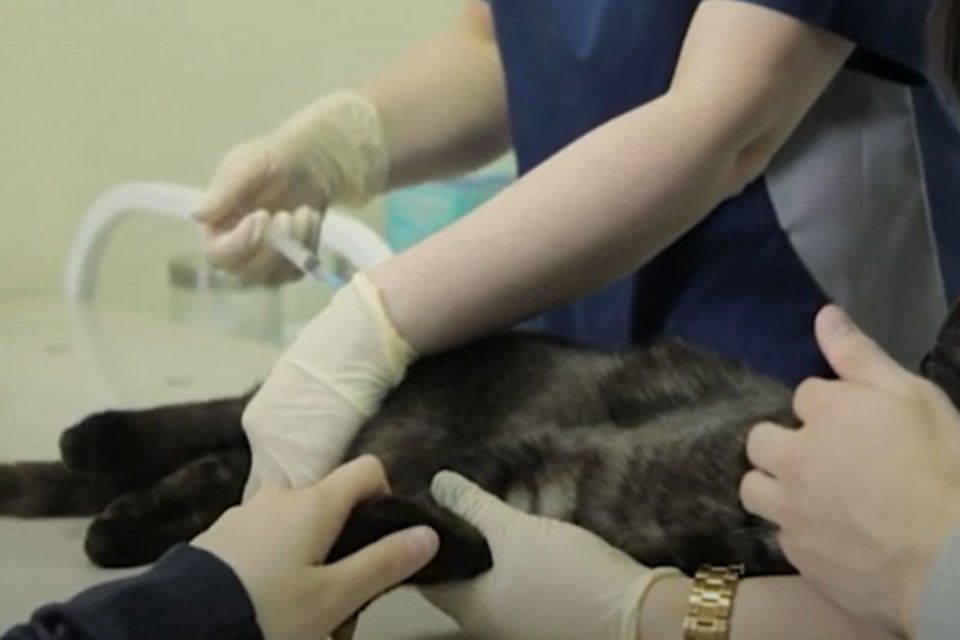 Vacinação de pets contra a Covid-19 em Moscou