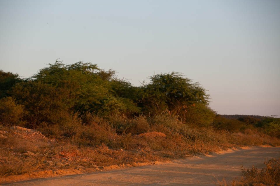 caatinga