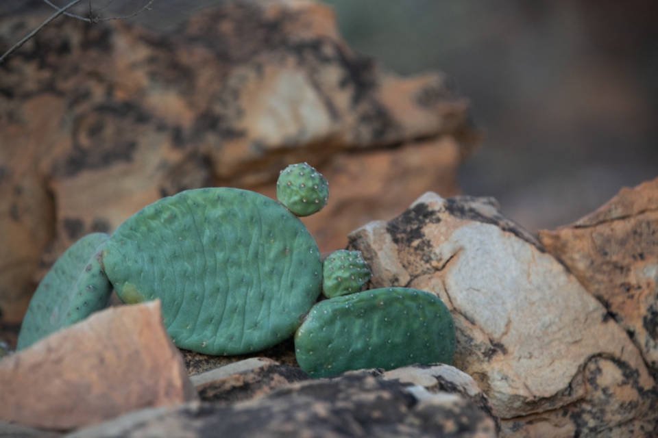 vegetação caatinga