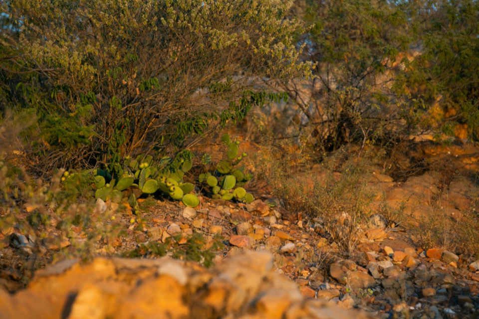caatinga