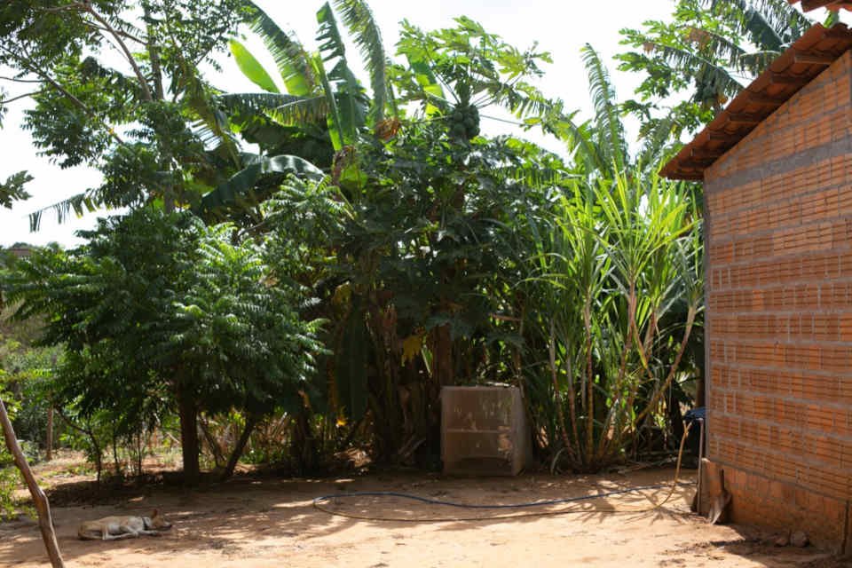 vegetação caatinga