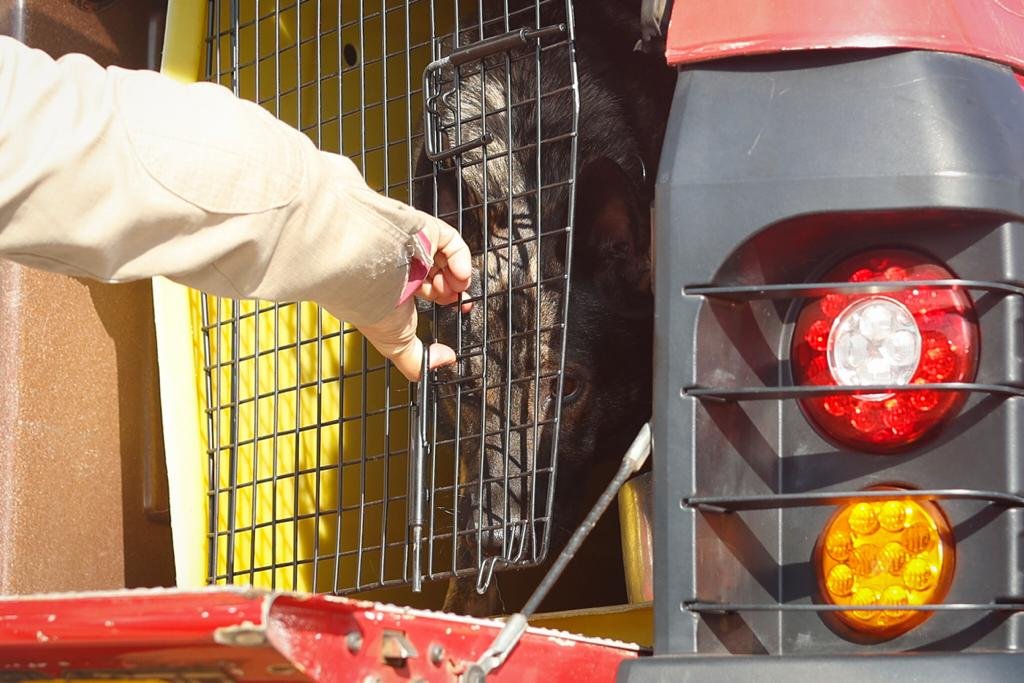 Equipe dos cães do corpo de Bombeiros de Goiás, em frente a base no distrito de Girassol, antes de saírem a campo para mais um dia de buscas.
