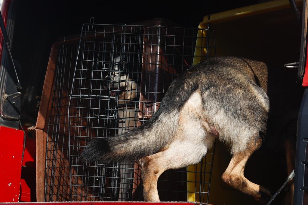 Equipe dos cães do corpo de Bombeiros de Goiás, em frente a base no distrito de Girassol, antes de saírem a campo para mais um dia de buscas.