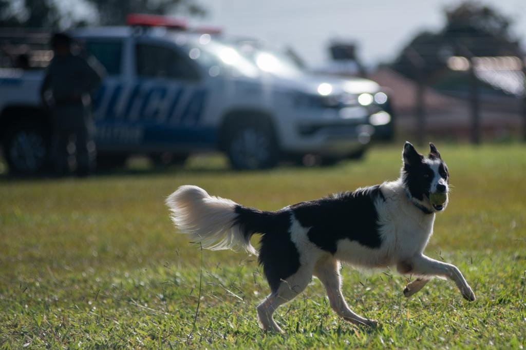 Cristal, cadela dos bombeiros que atuou em Brumadinho, brinca antes de começar a atuação na busca por Lázaro Barbosa.
