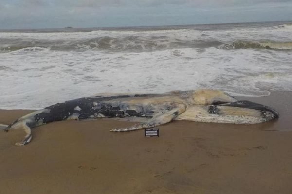 Filhote de baleia é encontrado morto em praia de Santa Catarina
