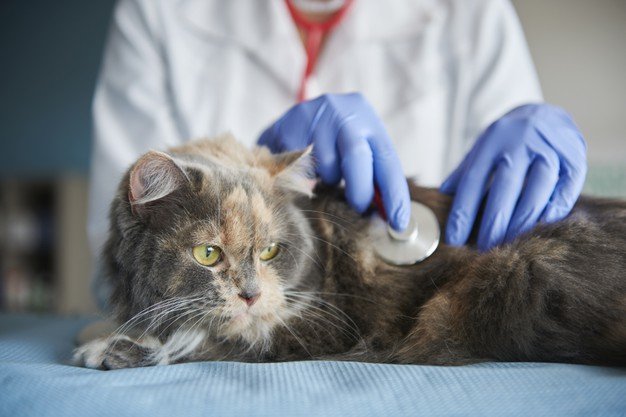 Gato no veterinário