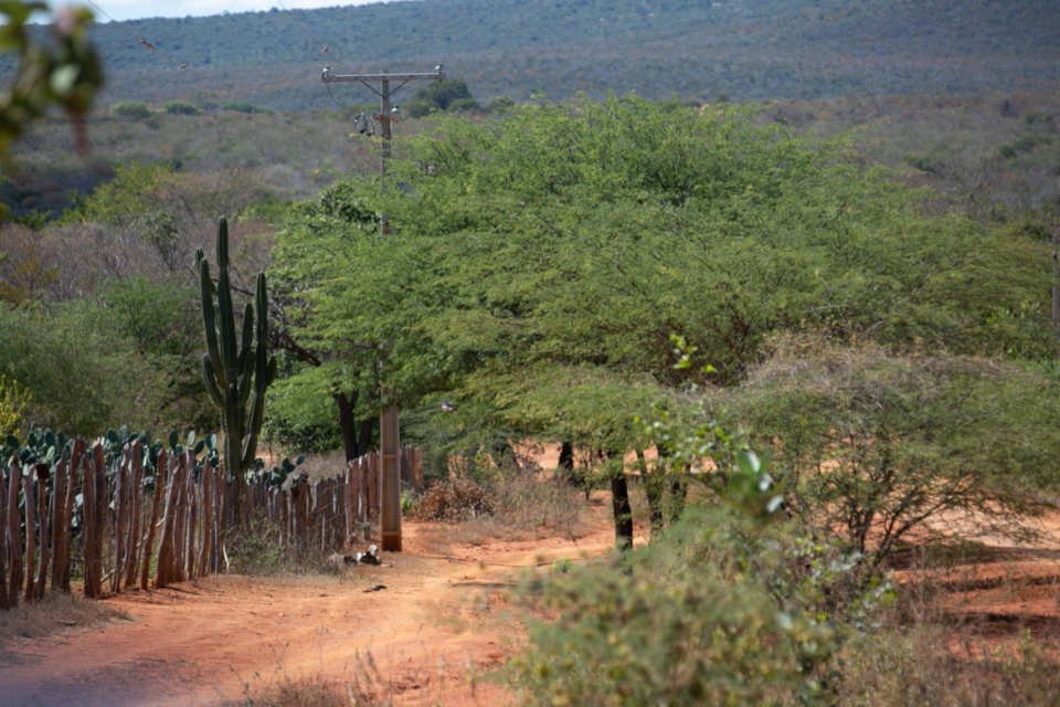 caatinga