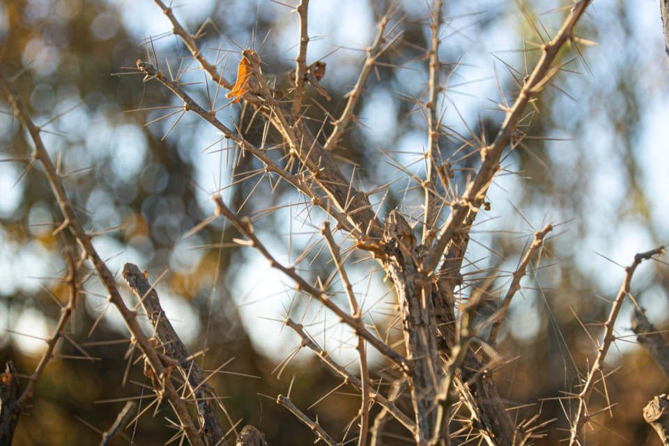 caatinga